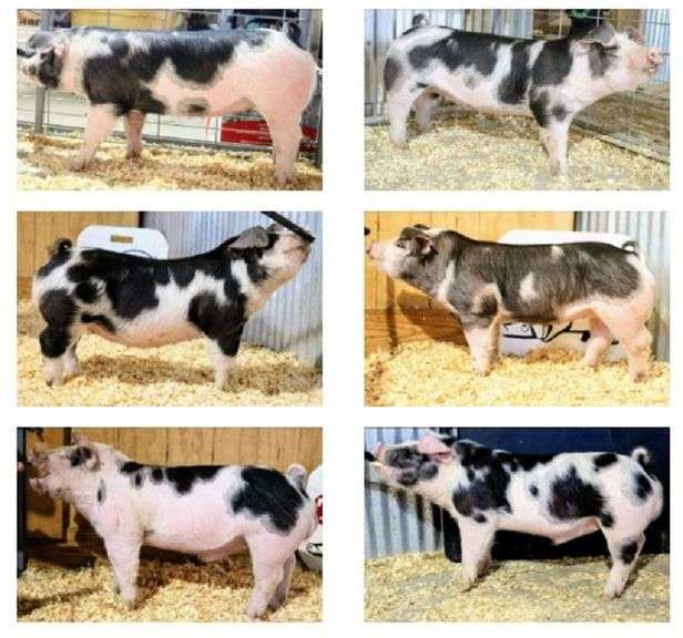 March 19th Trowbridge Farms Purebred Spots Online Auction