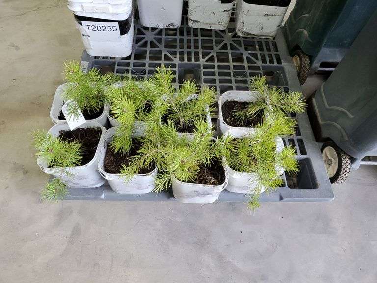 8 pine trees Yorkton Auction Centre