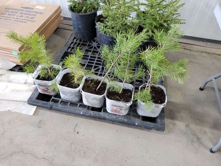 5 pine trees Yorkton Auction Centre