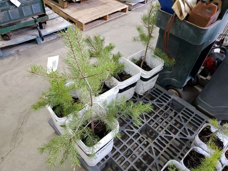 5 pine trees Yorkton Auction Centre