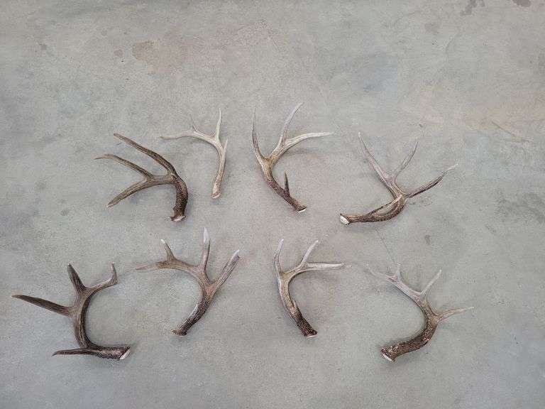 Deer Antler Sheds Yorkton Auction Centre