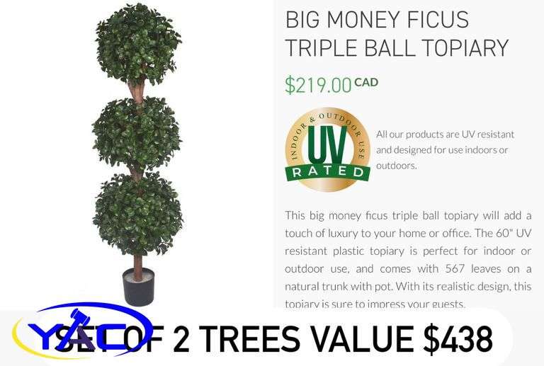 Set of 2 5’ Big Money Ficus Triple Ball Topiary Tree Donated By