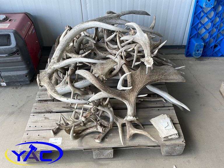 Horns Yorkton Auction Centre